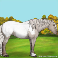 Horse Color:Silver Grullo Appaloosa 