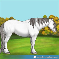 Horse Color:Grullo Appaloosa 