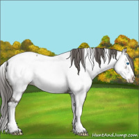 Horse Color:White Spotted Grullo Splash Near Fewspot 