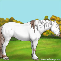 Horse Color:Classic Champagne Dun Appaloosa 
