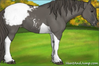 Horse Color:Grullo Tobiano Appaloosa