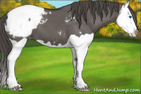 Horse Color:Grullo Splash Appaloosa 