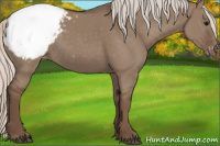 Horse Color:Silver Grullo Appaloosa 