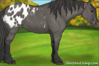 Horse Color:Grullo Appaloosa 