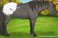 Horse Color:Grullo Appaloosa 