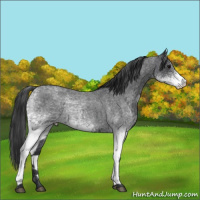 Horse Color:White Spotted Blue Roan Appaloosa Rabicano 