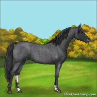 Horse Color:Blue Roan Appaloosa Rabicano 