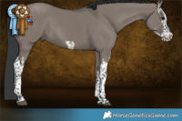 Horse Color:White Spotted Grullo 