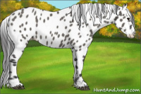 Horse Color:Grullo Appaloosa 