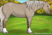Horse Color:Silver Grullo Appaloosa 