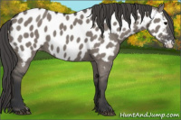 Horse Color:Grullo Appaloosa 