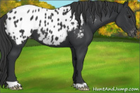 Horse Color:Black Appaloosa 