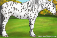 Horse Color:Grullo Appaloosa 