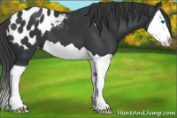 Horse Color:Black Splash Appaloosa 