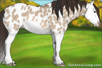Horse Color:Brown Dun Splash Appaloosa 