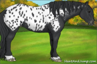 Horse Color:Black Appaloosa 