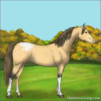 Horse Color:Buckskin Roan Appaloosa 