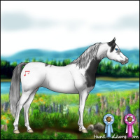 Horse Color:Black Splash Tobiano Frame 