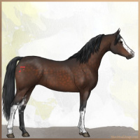Horse Color:White Spotted Brown 