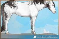 Horse Color:White Spotted Liver Chestnut Rabicano 