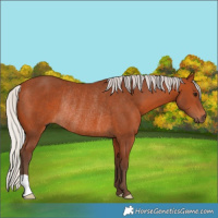 Horse Color:Silver Bay Rabicano
