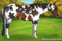 Horse Color:White Spotted Brown 