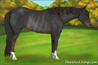 Horse Color:Liver Chestnut Rabicano