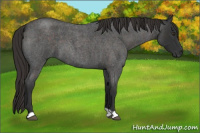 Horse Color:Liver Red Roan 