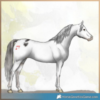 Horse Color:Liver Chestnut Appaloosa 