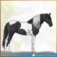 Horse Color:Black Tobiano 