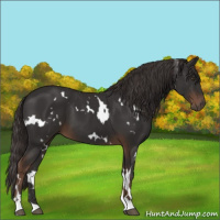 Horse Color:White Spotted Liver Chestnut 