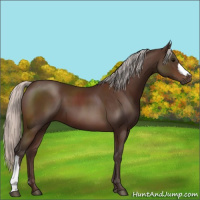 Horse Color:Silver Brown 