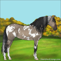 Horse Color:White Spotted Brown Dun 
