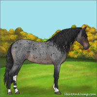 Horse Color:Brown Roan 