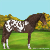Horse Color:Liver Chestnut Appaloosa 
