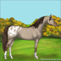 Horse Color:Liver Red Dun Roan Appaloosa 