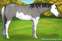 Horse Color:Grullo Roan Splash Rabicano 