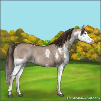 Horse Color:White Spotted Liver Red Dun Splash