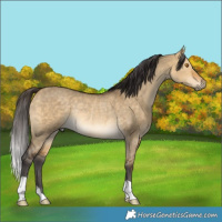 Horse Color:Buckskin Dun Rabicano 