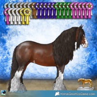 Horse Color:Liver Chestnut Sabino