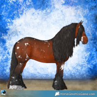 Horse Color:White Spotted Bay Rabicano