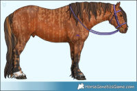 Horse Color:Chestnut and Bay