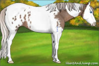 Horse Color:Silver Black Splash Tobiano Blanket 