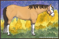 Horse Color:Buckskin Splash 