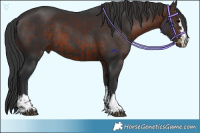 Horse Color:Black  and Brown 