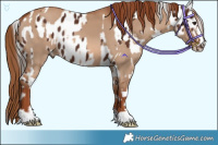 Horse Color:Liver Chestnut Near Leopard  and Red Dun Rabicano 