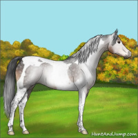 Horse Color:Gray Brown Tobiano Rabicano 