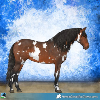 Horse Color:White Spotted Bay 