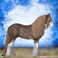 Horse Color:Liver Chestnut Sabino Rabicano 