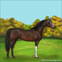 Horse Color:Gray Bay
